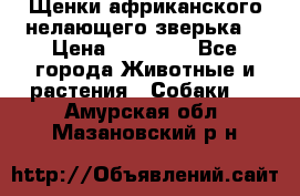 Щенки африканского нелающего зверька  › Цена ­ 35 000 - Все города Животные и растения » Собаки   . Амурская обл.,Мазановский р-н